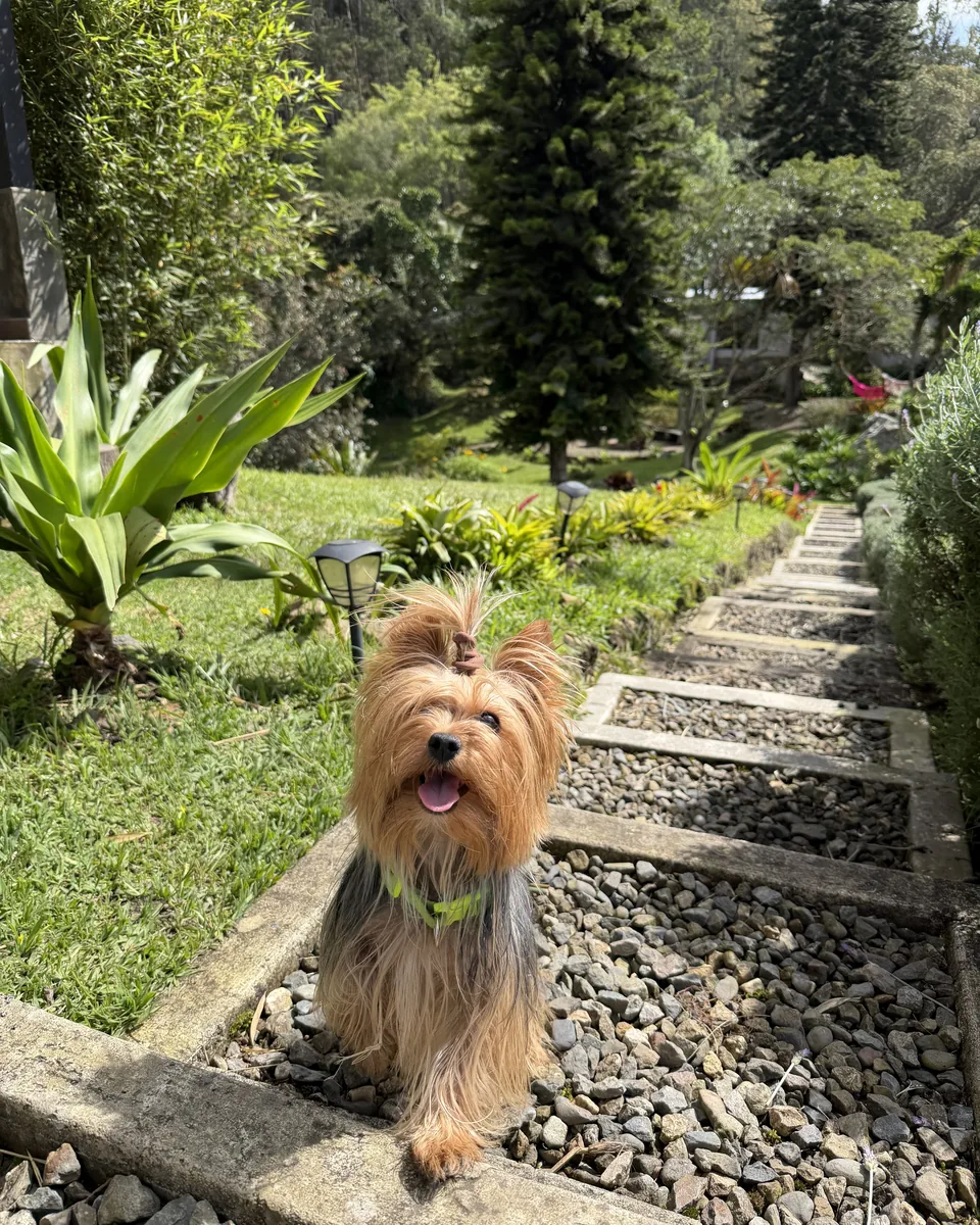 Un perro yorkshire en un sendero de piedra en AlmazewÁ
