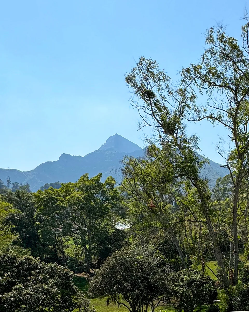 Cerro Güinto sobre el bosque, visto desde AlmazewÁ