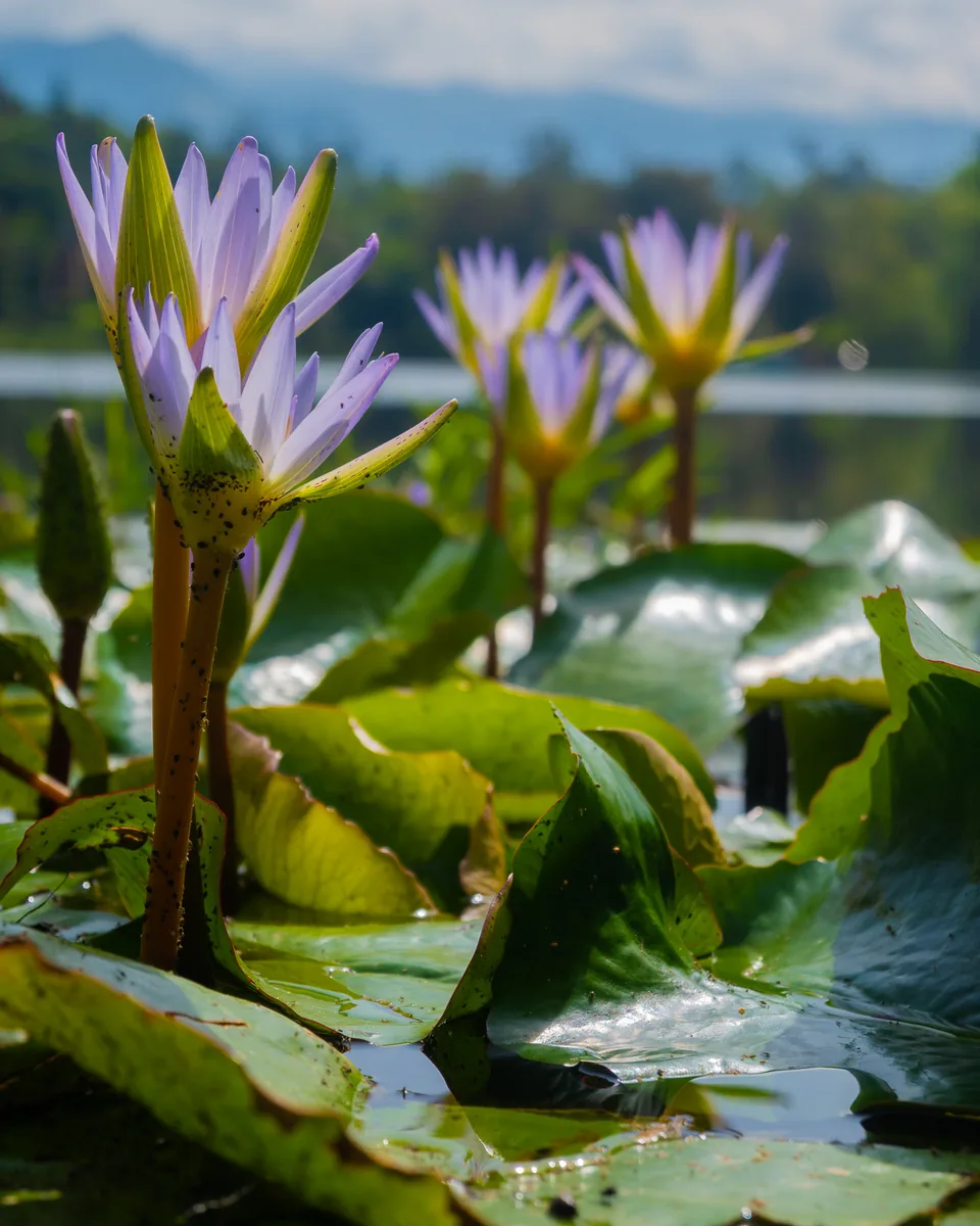 Lotos en flor sobre el agua en AlmazewÁ